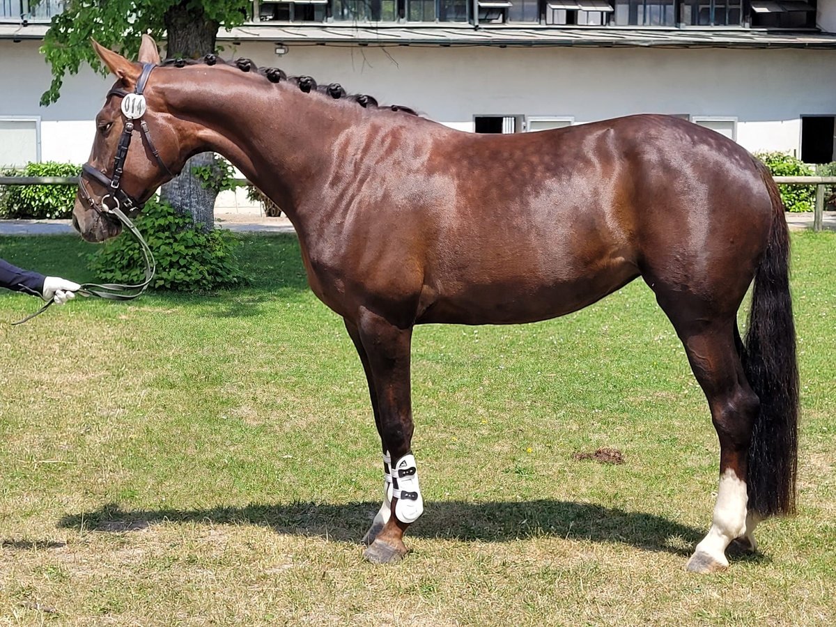 Tysk sporthäst Sto 6 år 166 cm Fux in Erharting