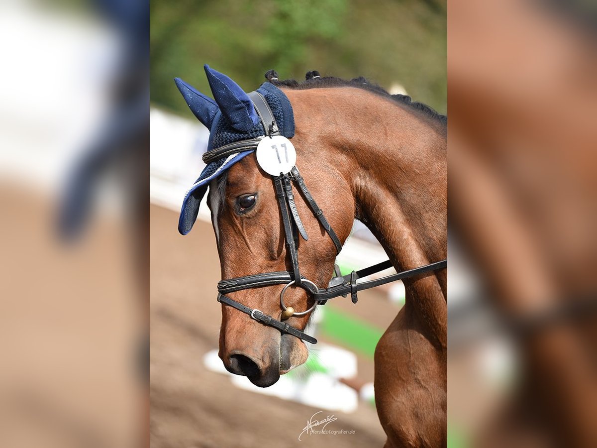 Tysk sporthäst Sto 6 år 167 cm Brun in Kirchheimbolanden