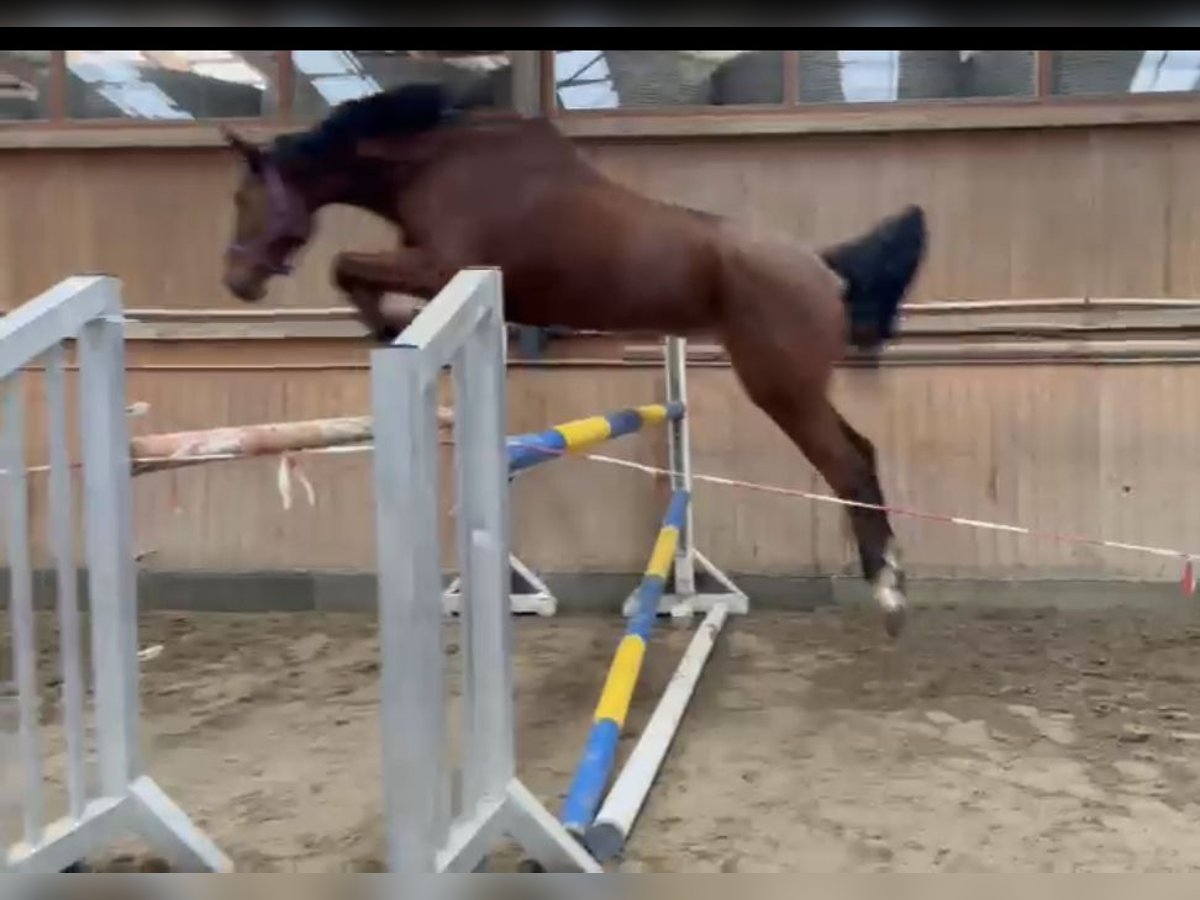 Tysk sporthäst Sto 6 år 170 cm Brun in Ilmenau