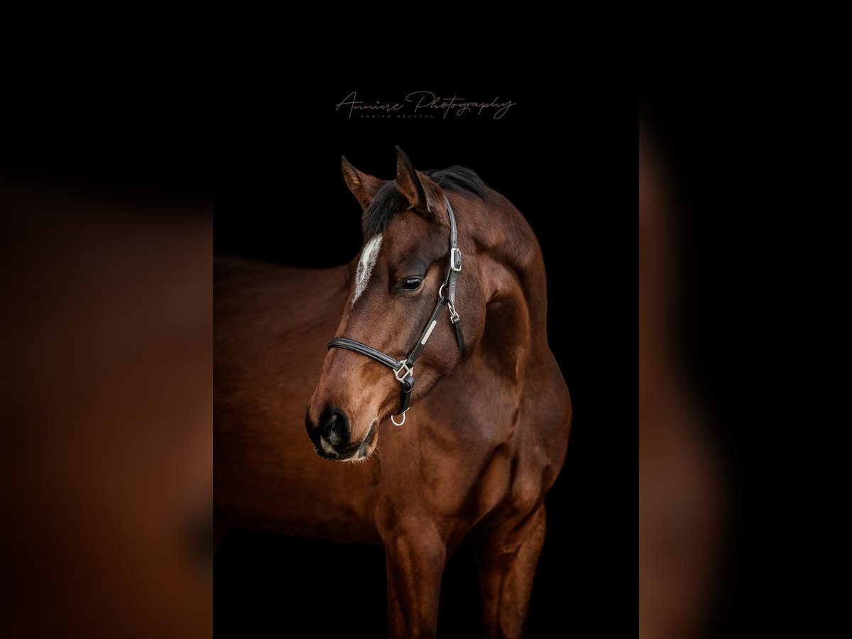 Tysk sporthäst Sto 7 år 170 cm Mörkbrun in Dunningen