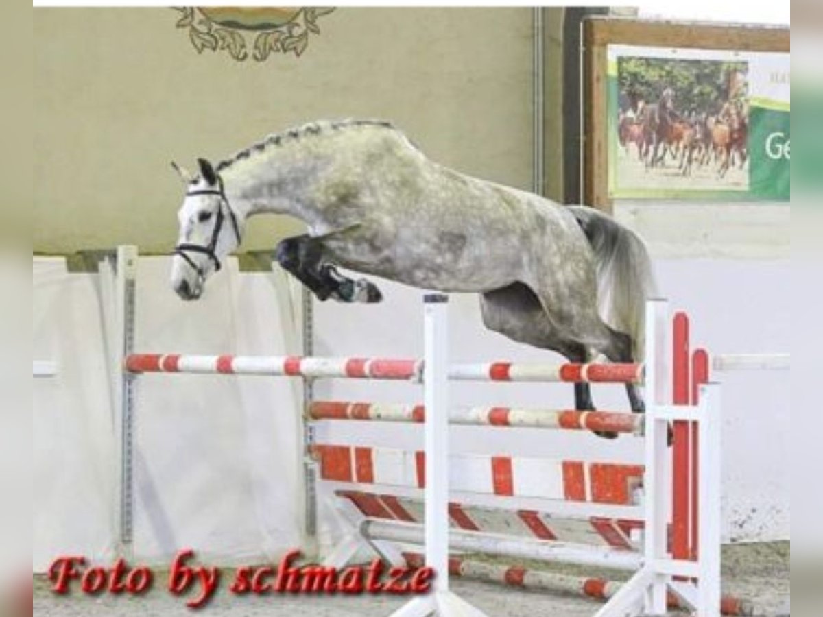Tysk sporthäst Sto 7 år 173 cm Grå in Moritzburg