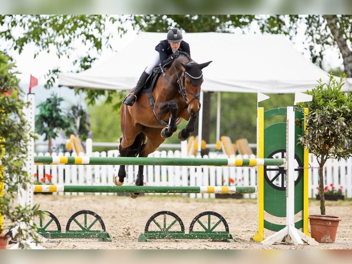 Tysk sporthäst Sto 9 år 168 cm Mörkbrun in Grevenbroich