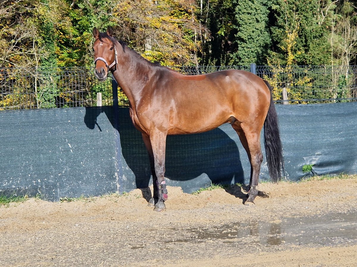 Tysk sporthäst Valack 11 år 168 cm Brun in Kressbronn am Bodensee