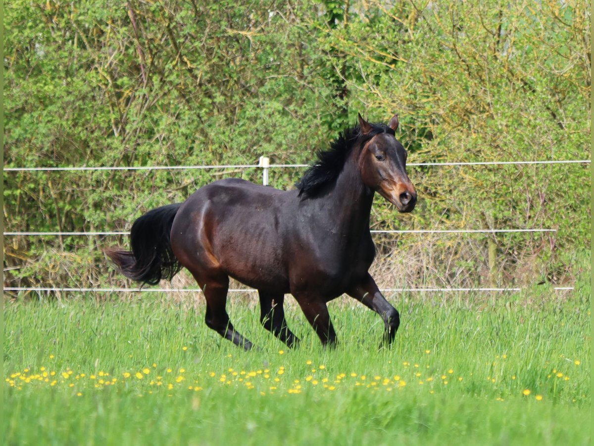 Tysk sporthäst Valack 2 år 167 cm Mörkbrun in Standenbühl