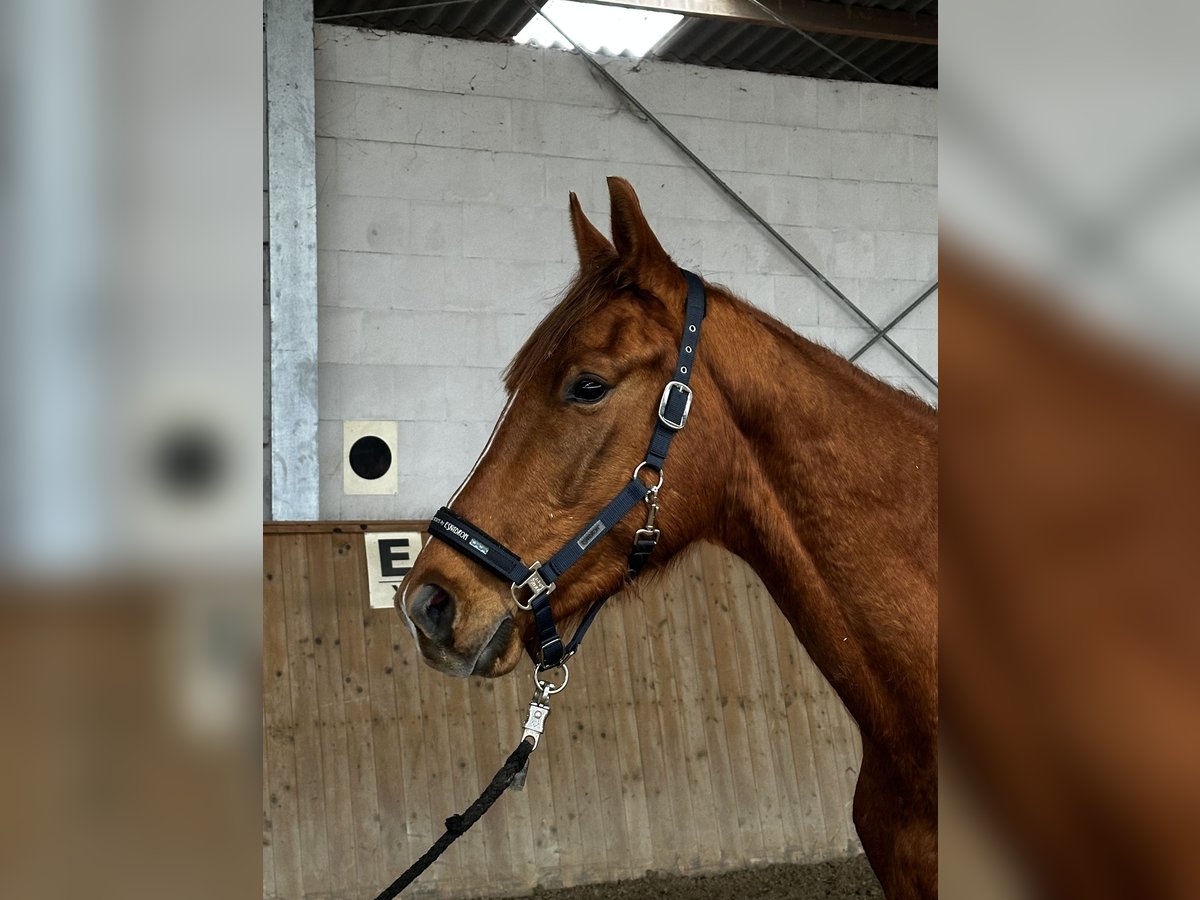 Tysk sporthäst Valack 3 år 165 cm fux in Michaelisbruch