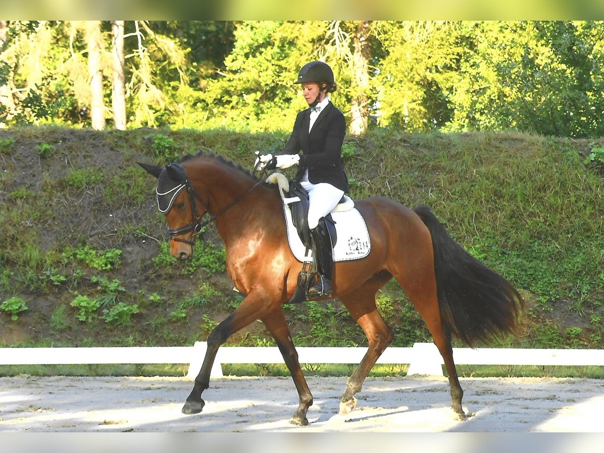 Tysk sporthäst Valack 3 år 167 cm Brun in Rochau