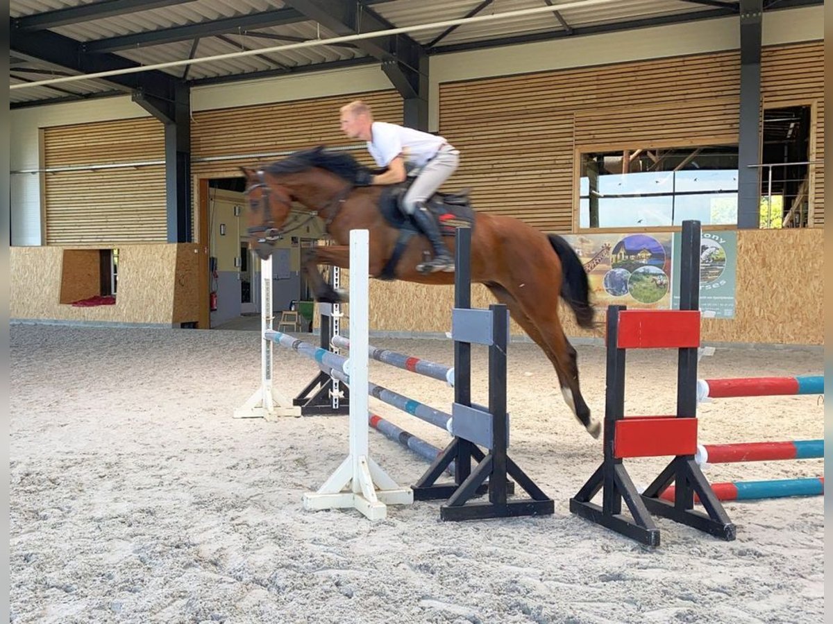 Tysk sporthäst Valack 4 år 163 cm Brun in Neustadt in Sachsen