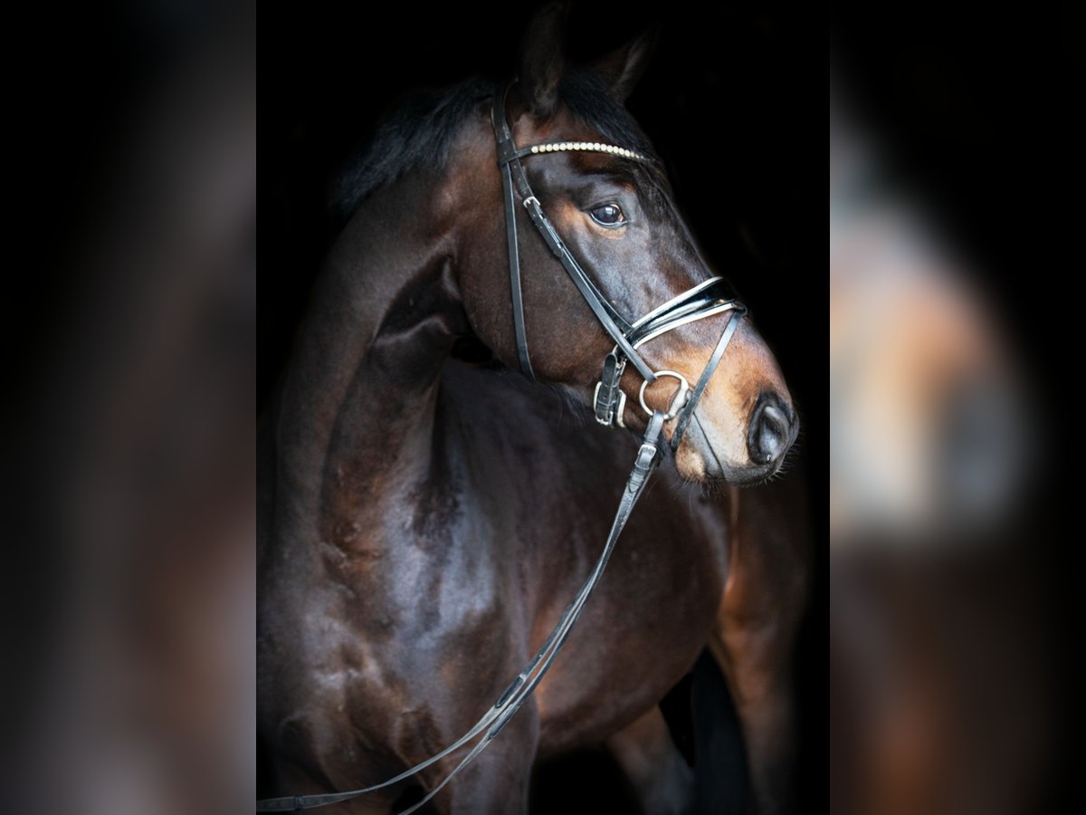 Tysk sporthäst Valack 4 år 165 cm Brun in Priestewitz