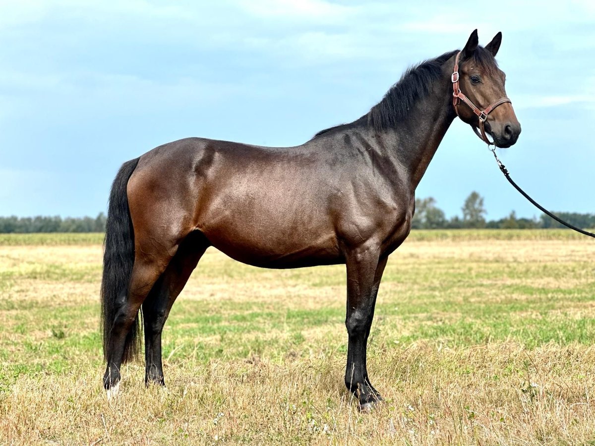 Tysk sporthäst Valack 4 år 168 cm Rökfärgad svart in Kietz