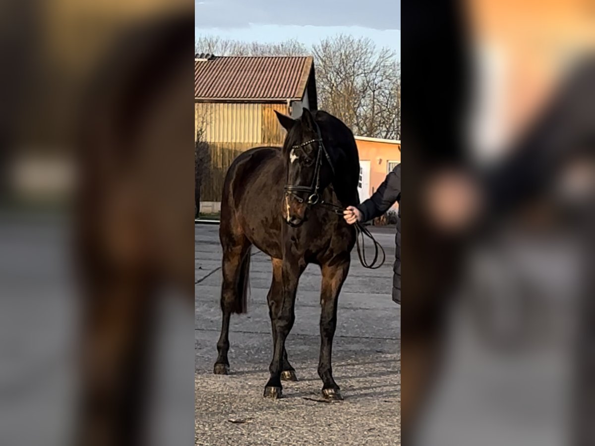 Tysk sporthäst Valack 4 år 172 cm Mörkbrun in WeberstedtBad Langensalza