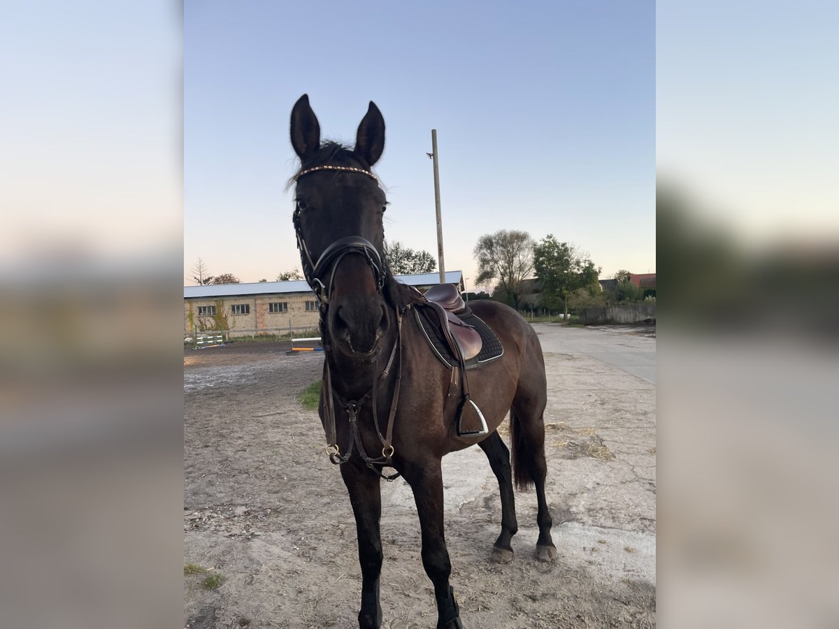 Tysk sporthäst Valack 5 år 174 cm Mörkbrun in Rätzlingen