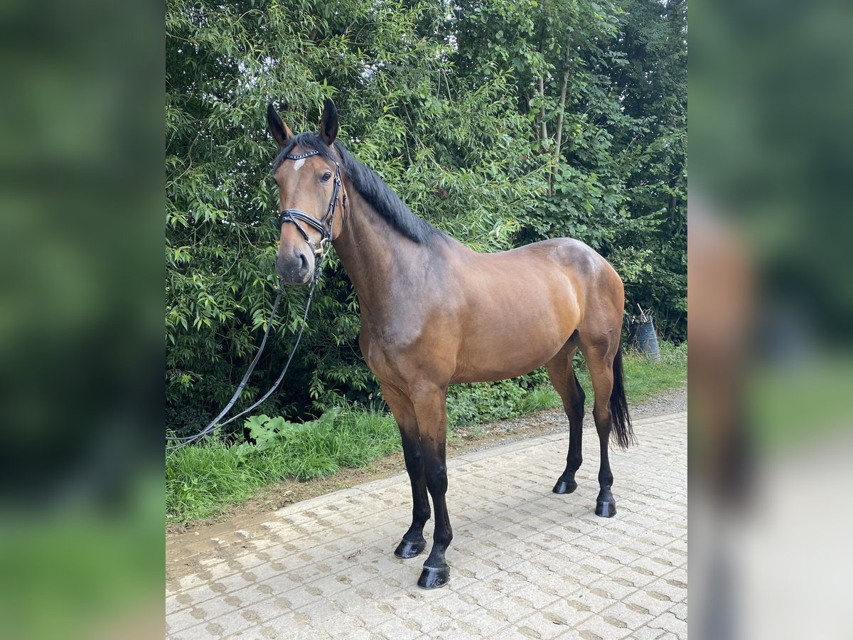 Tysk sporthäst Valack 6 år 180 cm Brun in Gebroth