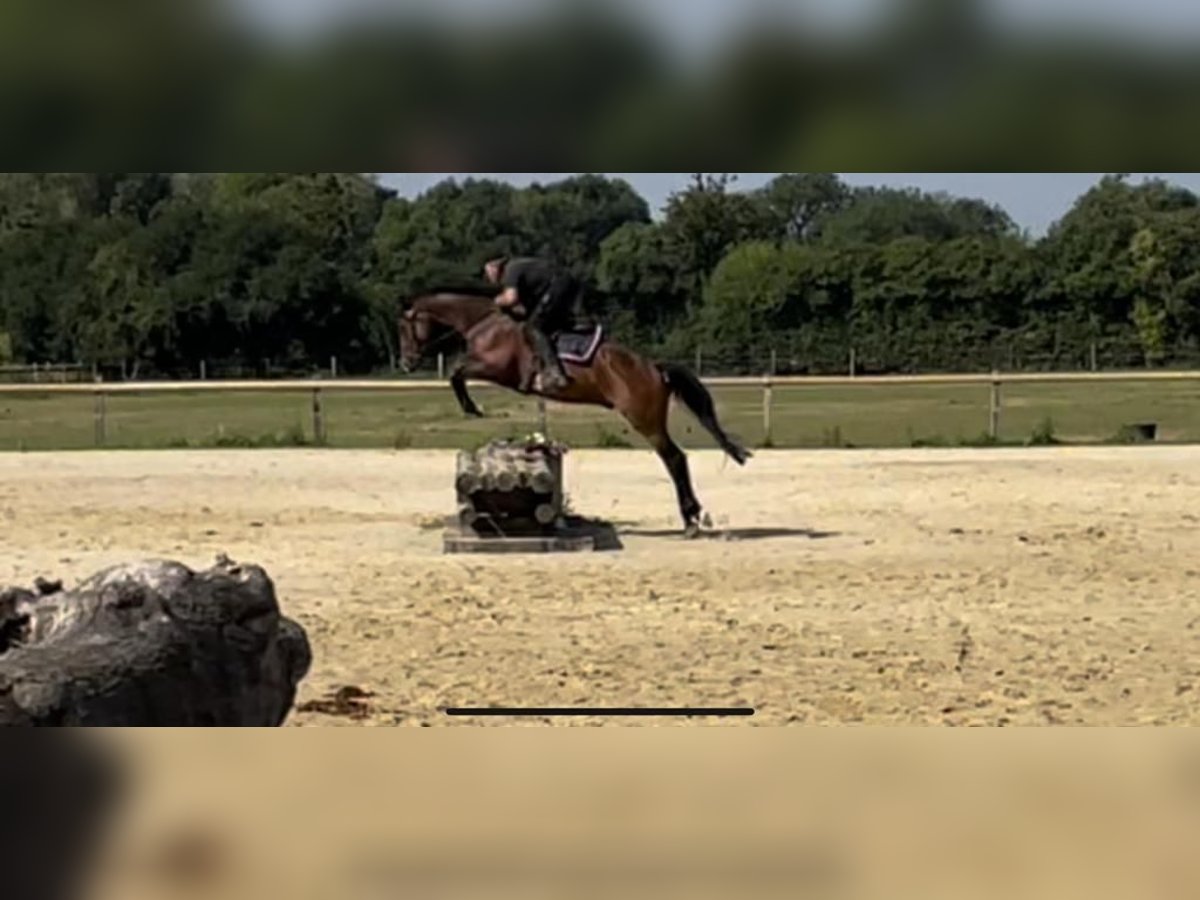 Tysk sporthäst Valack 7 år 164 cm Brun in Drensteinfurt