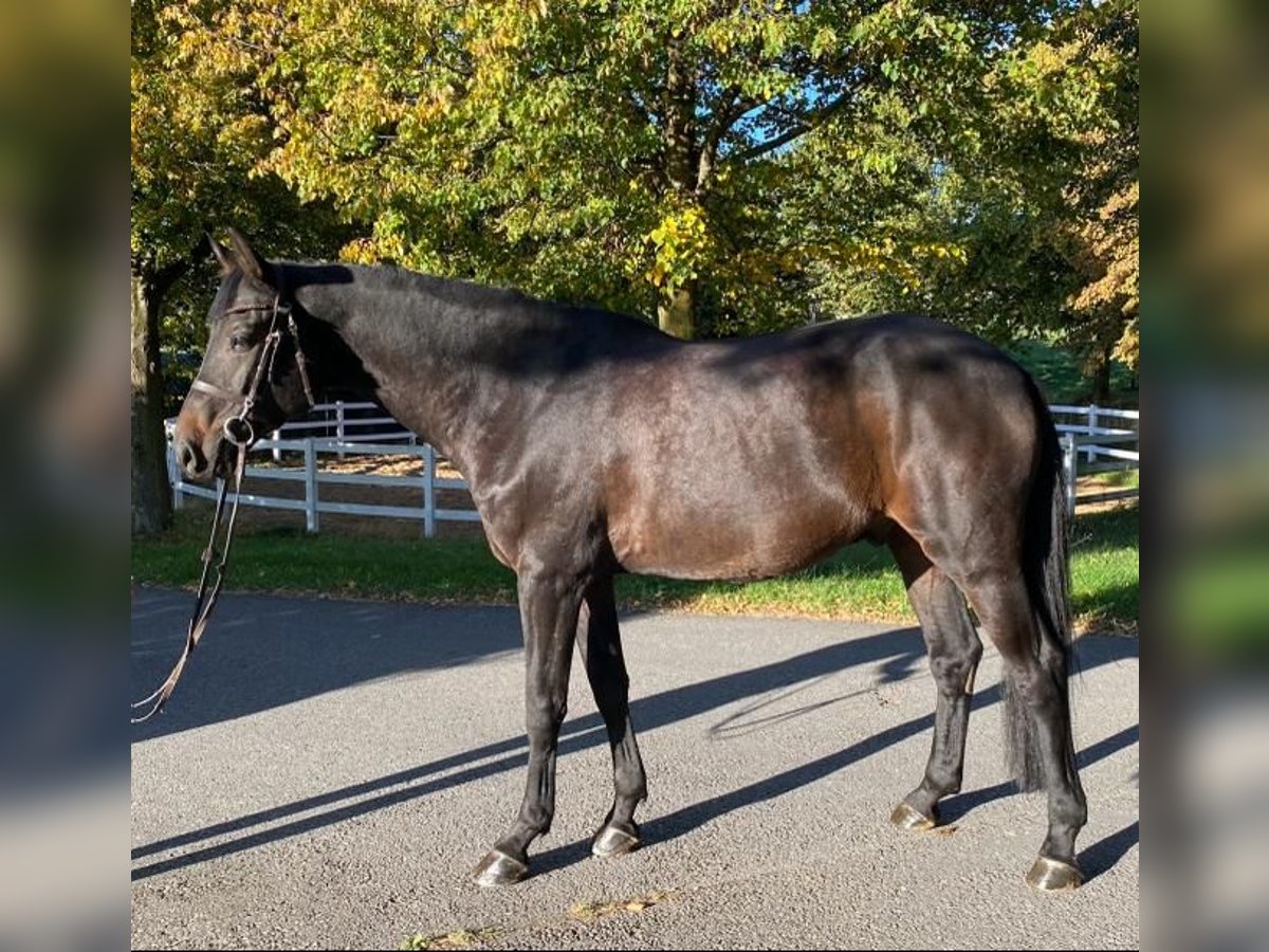 Tysk sporthäst Valack 7 år 172 cm Mörkbrun in Haldenwang