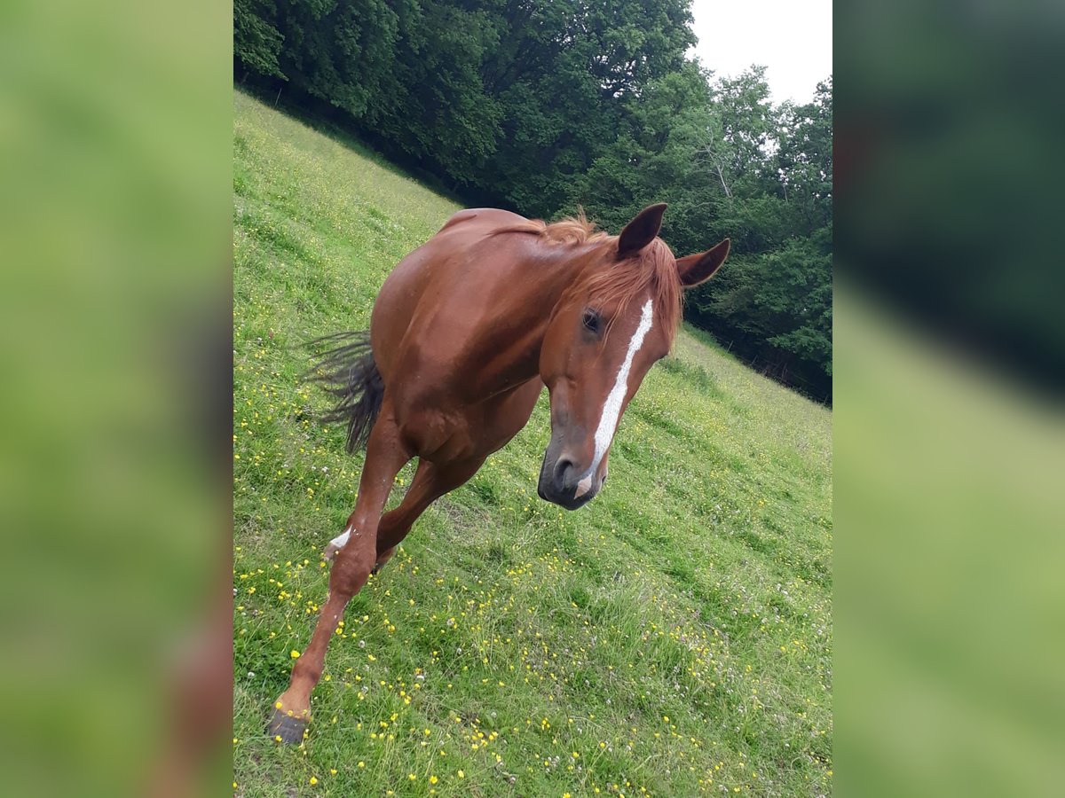 Tysk travare Sto 17 år 164 cm fux in Geesthacht