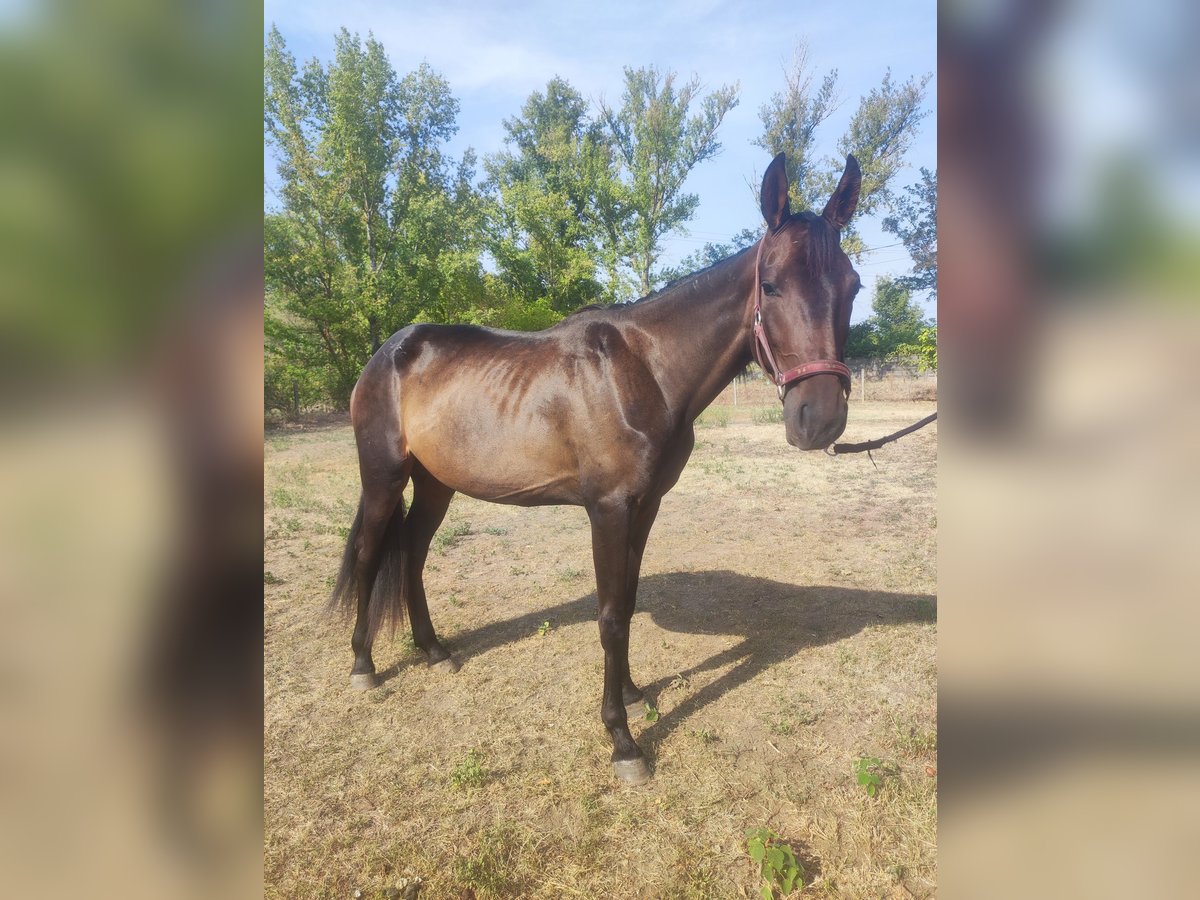 Tysk travare Sto 2 år 160 cm Mörkbrun in Karlsruhe