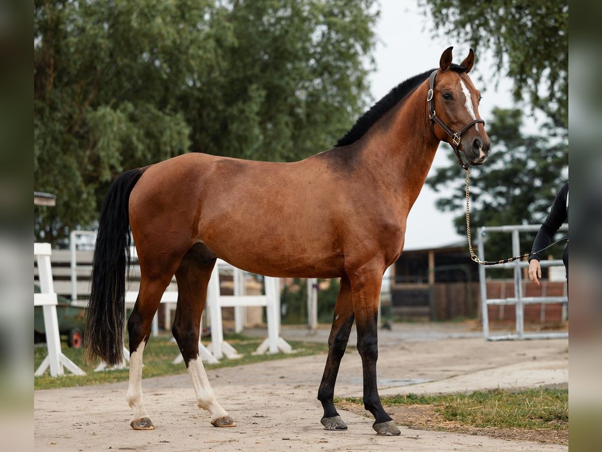 Ucraino / Ucraino da Sella Castrone 5 Anni 156 cm Baio ciliegia in Bucharest