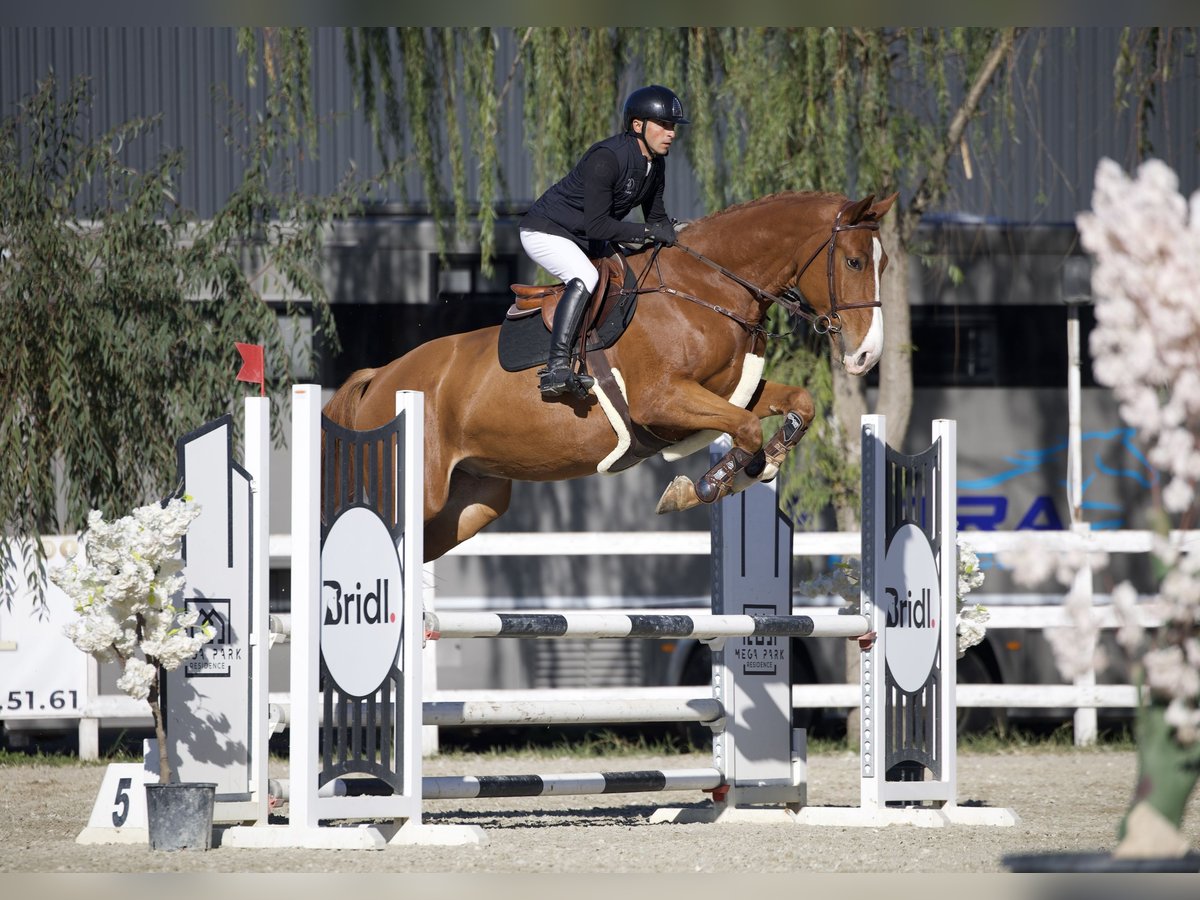 Ucraino / Ucraino da Sella Castrone 5 Anni 172 cm Sauro scuro in Arezzo