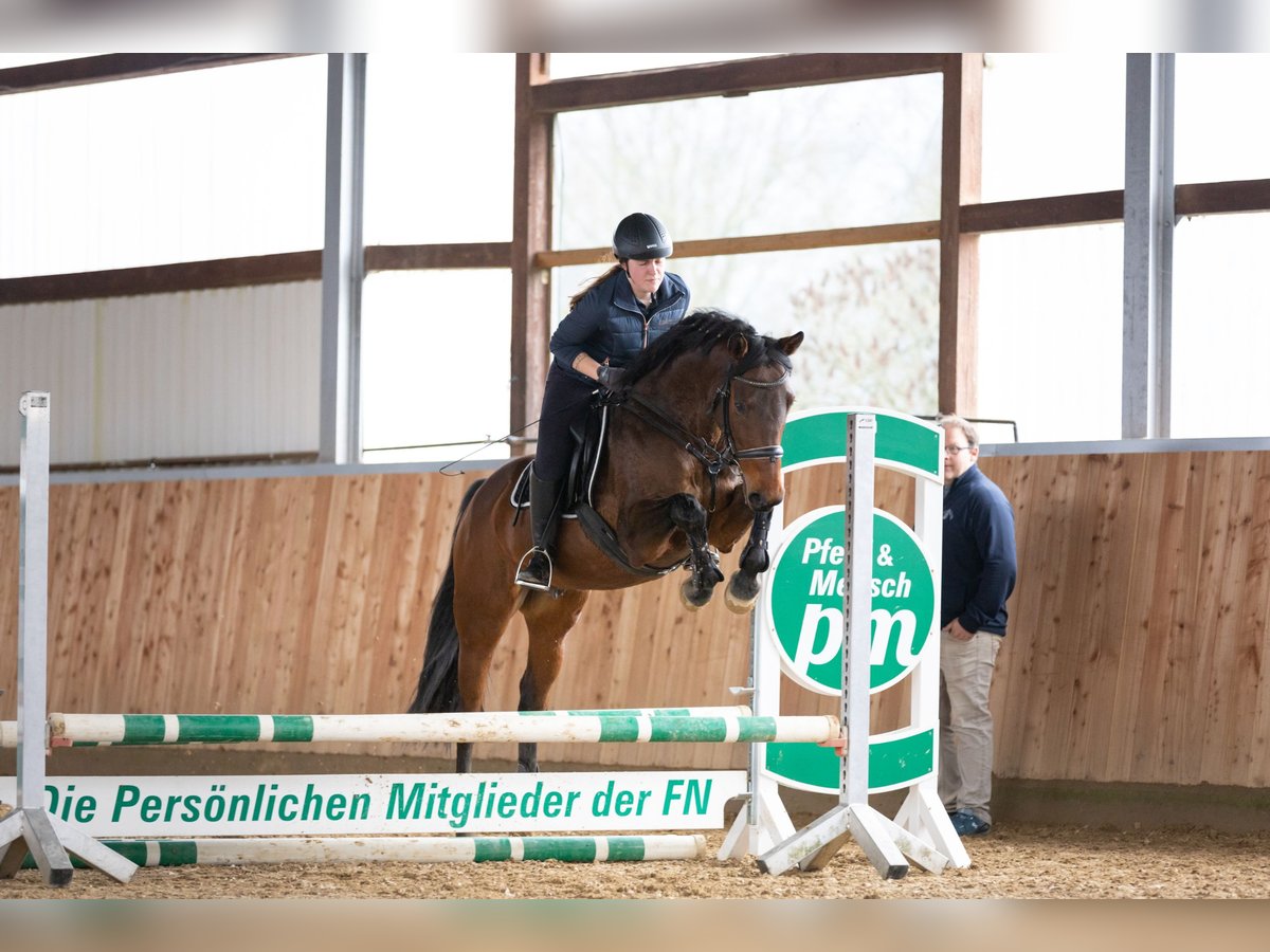 Ucraino / Ucraino da Sella Castrone 7 Anni 162 cm Baio in Feuchtwangen