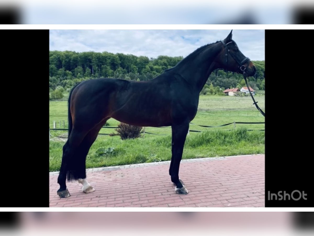Ucraino / Ucraino da Sella Castrone 7 Anni 164 cm in &#x41B;&#x44C;&#x432;&#x456;&#x432;