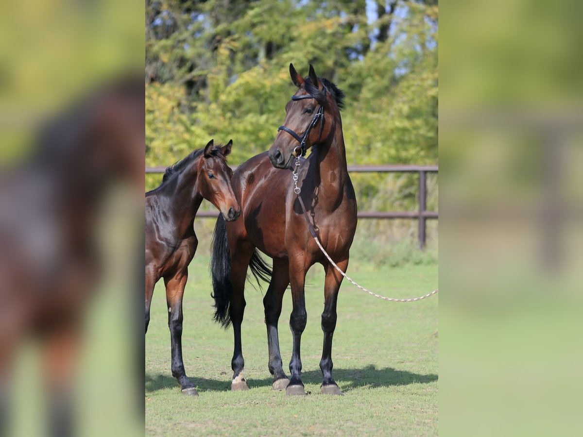 Ucraino / Ucraino da Sella Giumenta 7 Anni in Stud