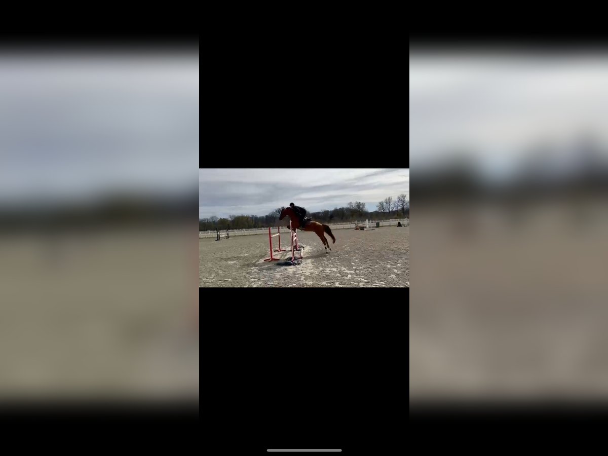 Ucraino / Ucraino da Sella Stallone 9 Anni 165 cm Sauro in Ovelg&#xF6;nne