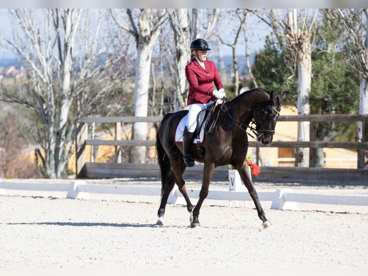 Ucraniano Caballo castrado 11 años Castaño oscuro in Madrid