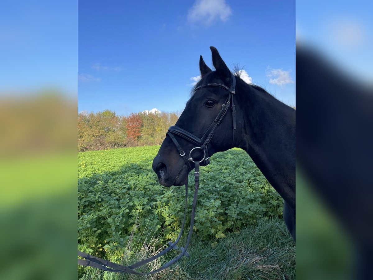 Ucraniano Caballo castrado 15 años 165 cm Negro in Lohmar