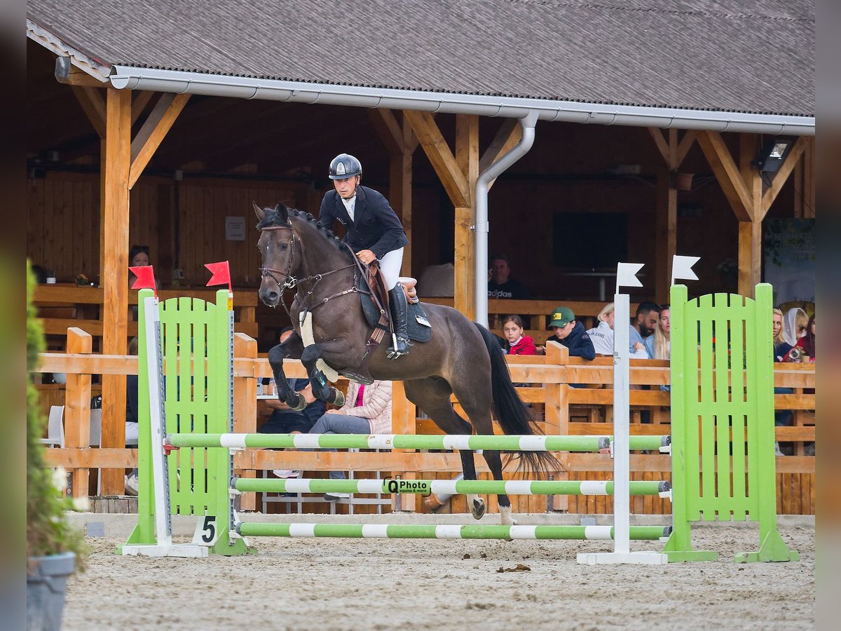 Ucraniano Caballo castrado 5 años 163 cm Castaño oscuro in Bucharest