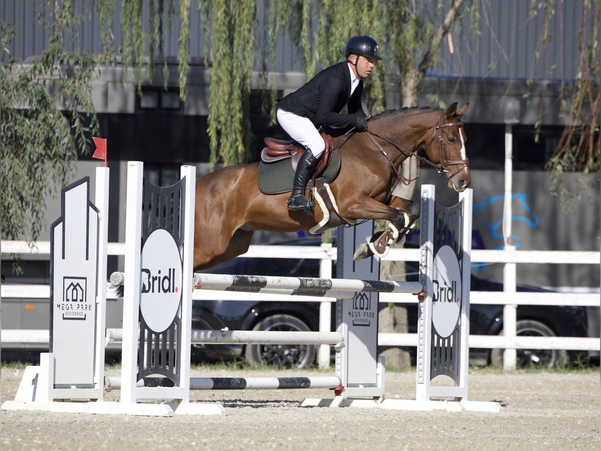 Ucraniano Caballo castrado 6 años 156 cm Castaño rojizo in Wien