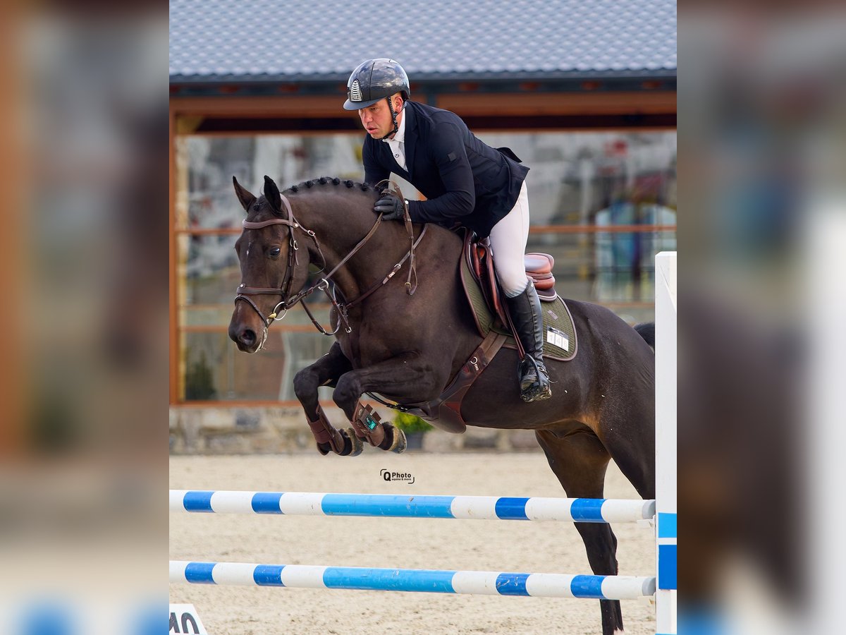 Ucraniano Caballo castrado 6 años 163 cm Castaño oscuro in Kronenberg