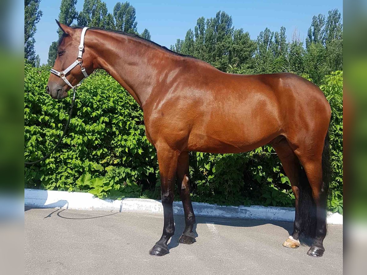 Ucraniano Caballo castrado 8 años 176 cm Castaño in Kaiserslautern