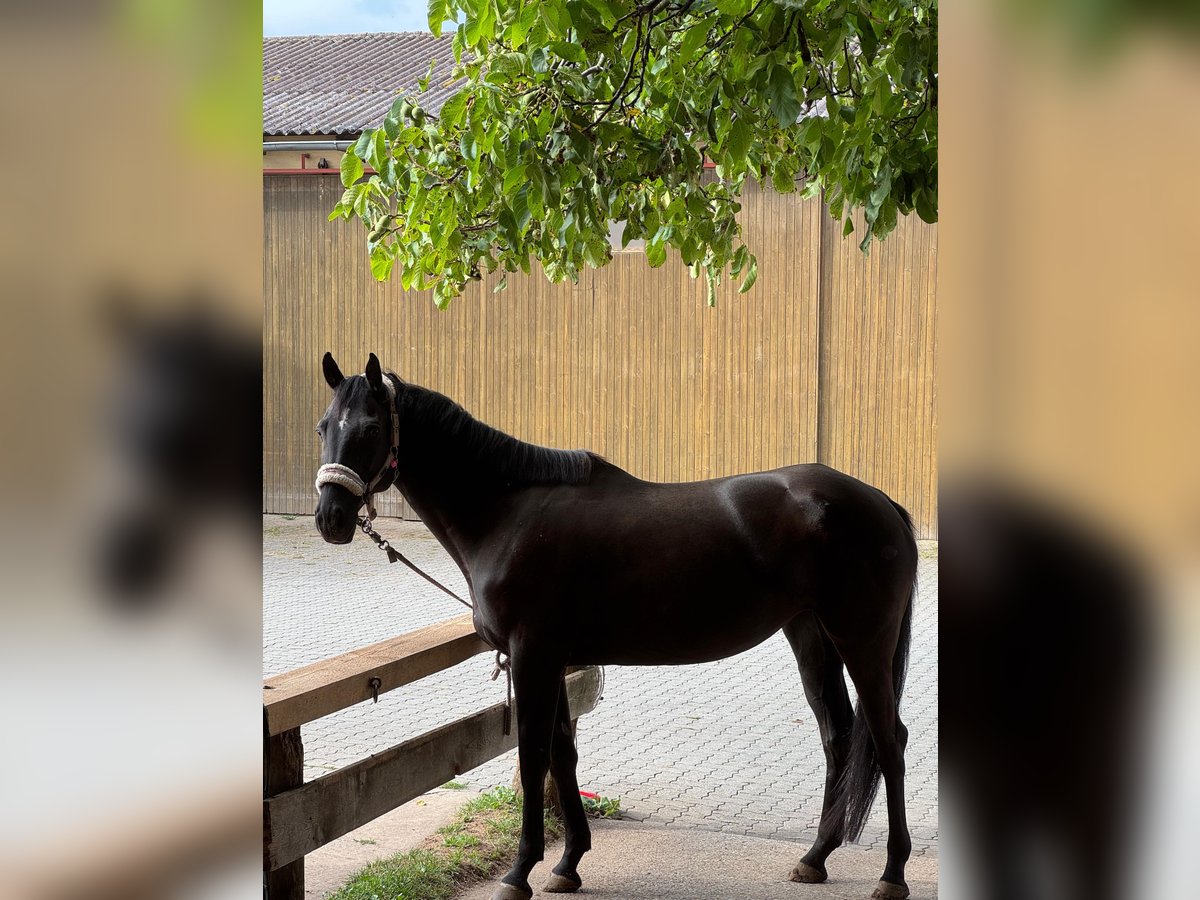 Ucraniano Yegua 6 años 143 cm Negro in Rohr