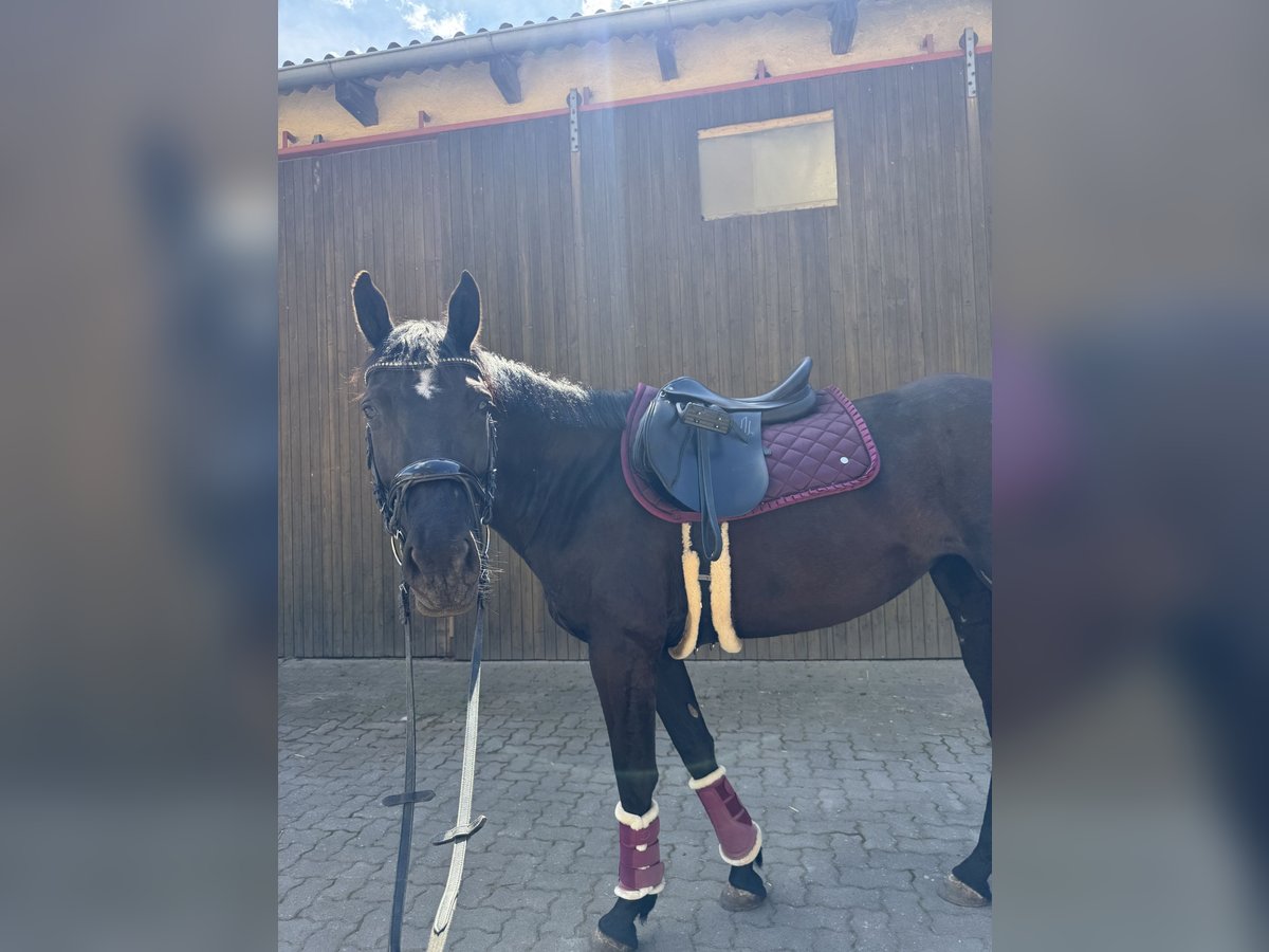 Ukrainer Hengst 6 Jahre 163 cm Rappe in Rohr