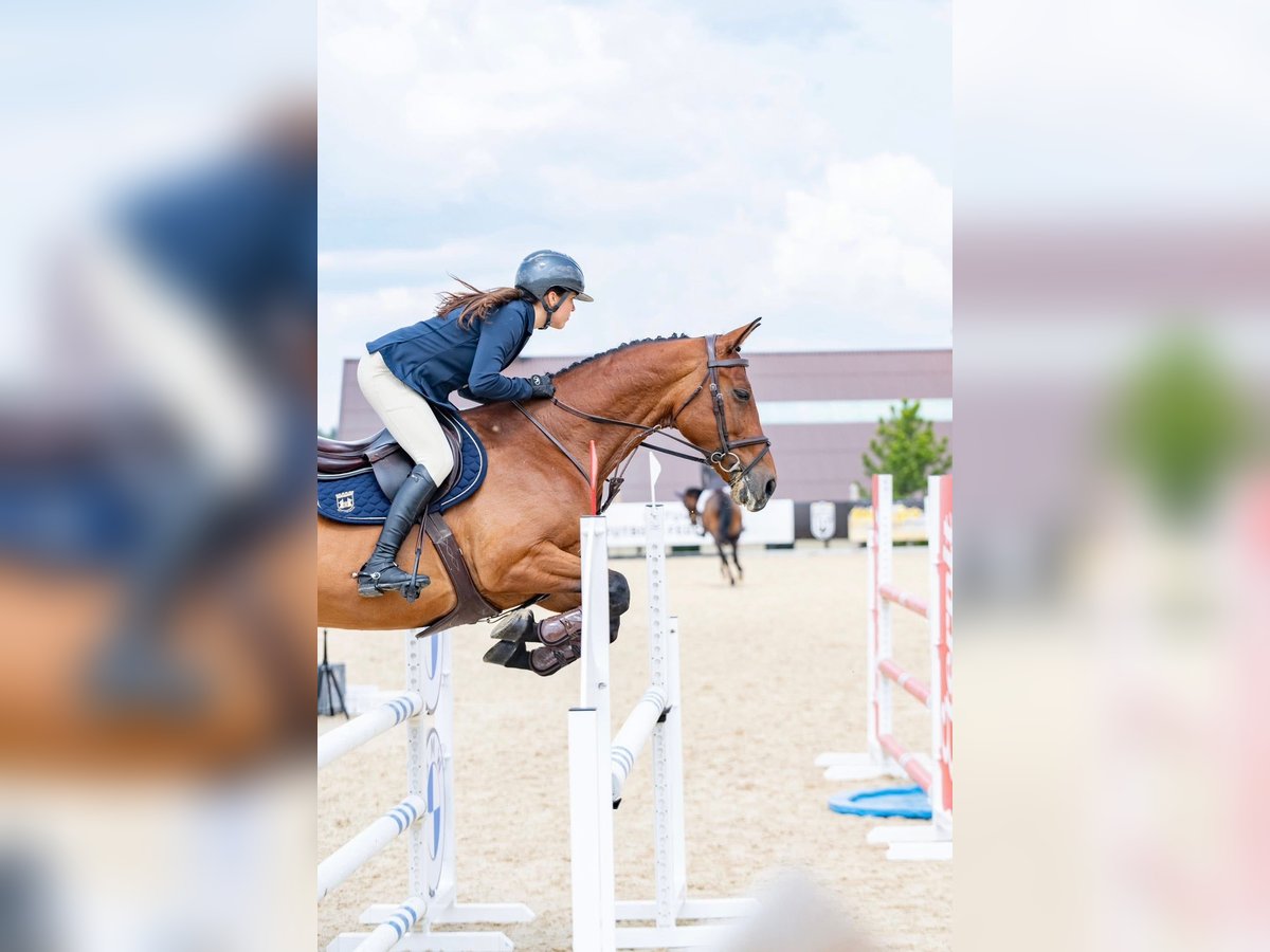 Ukrainer Wallach 6 Jahre 164 cm Rotbrauner in Balkasodis