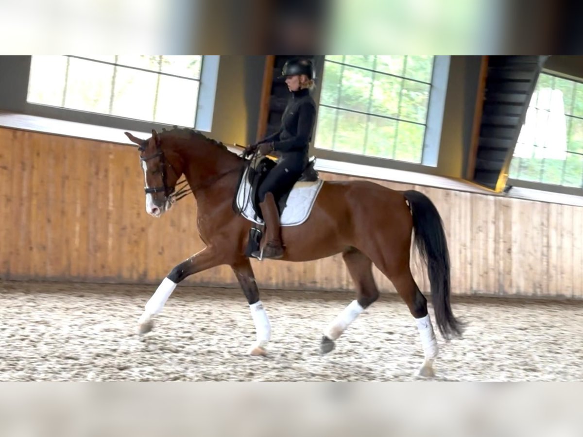 Ukrainer Wallach 7 Jahre 165 cm Rotbrauner in Prague