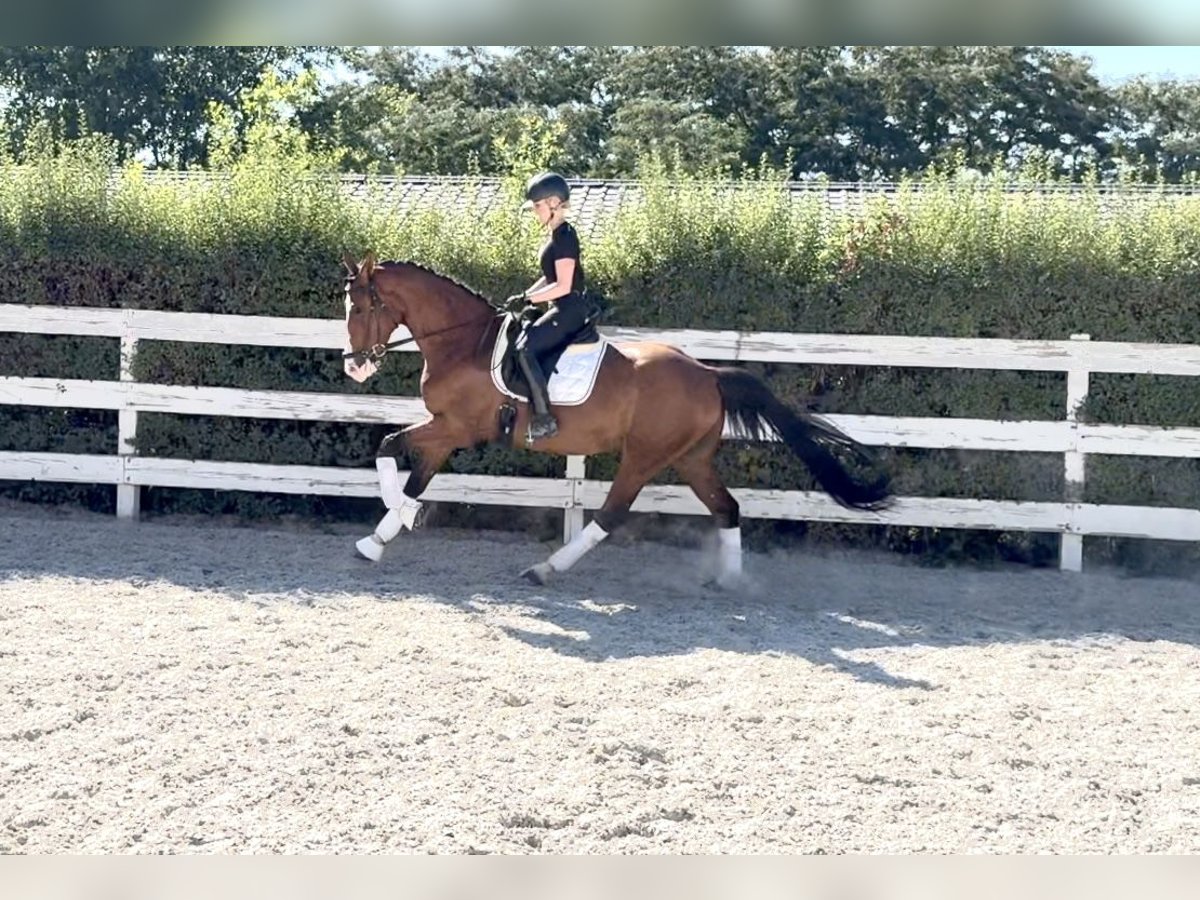 Ukrainer Wallach 7 Jahre 167 cm Rotbrauner in Prague