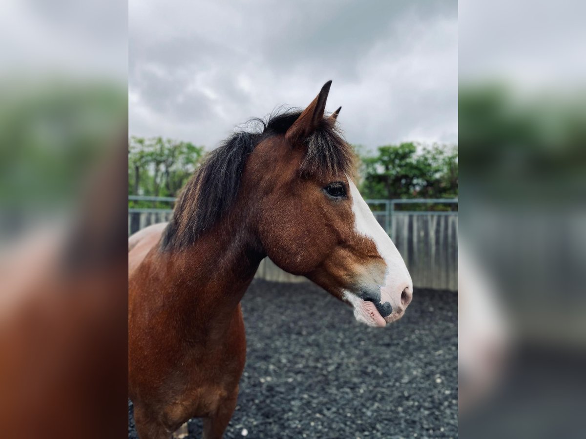 Ukrainian Riding Horse Gelding 12 years 15,3 hh Brown in Neufarn Ukrainian Riding Horse Gelding 12 years 15,3 hh Brown in Neufarn