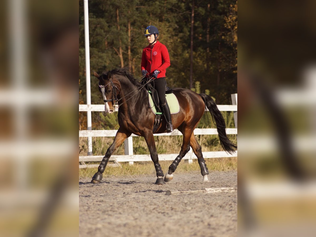 Ukrainian Riding Horse Gelding 15 years Bay in Kaunas