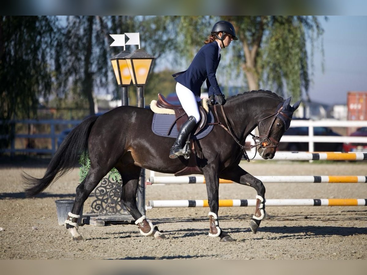 Ukrainian Riding Horse Gelding 6 years 16 hh Bay-Dark in Arezzo