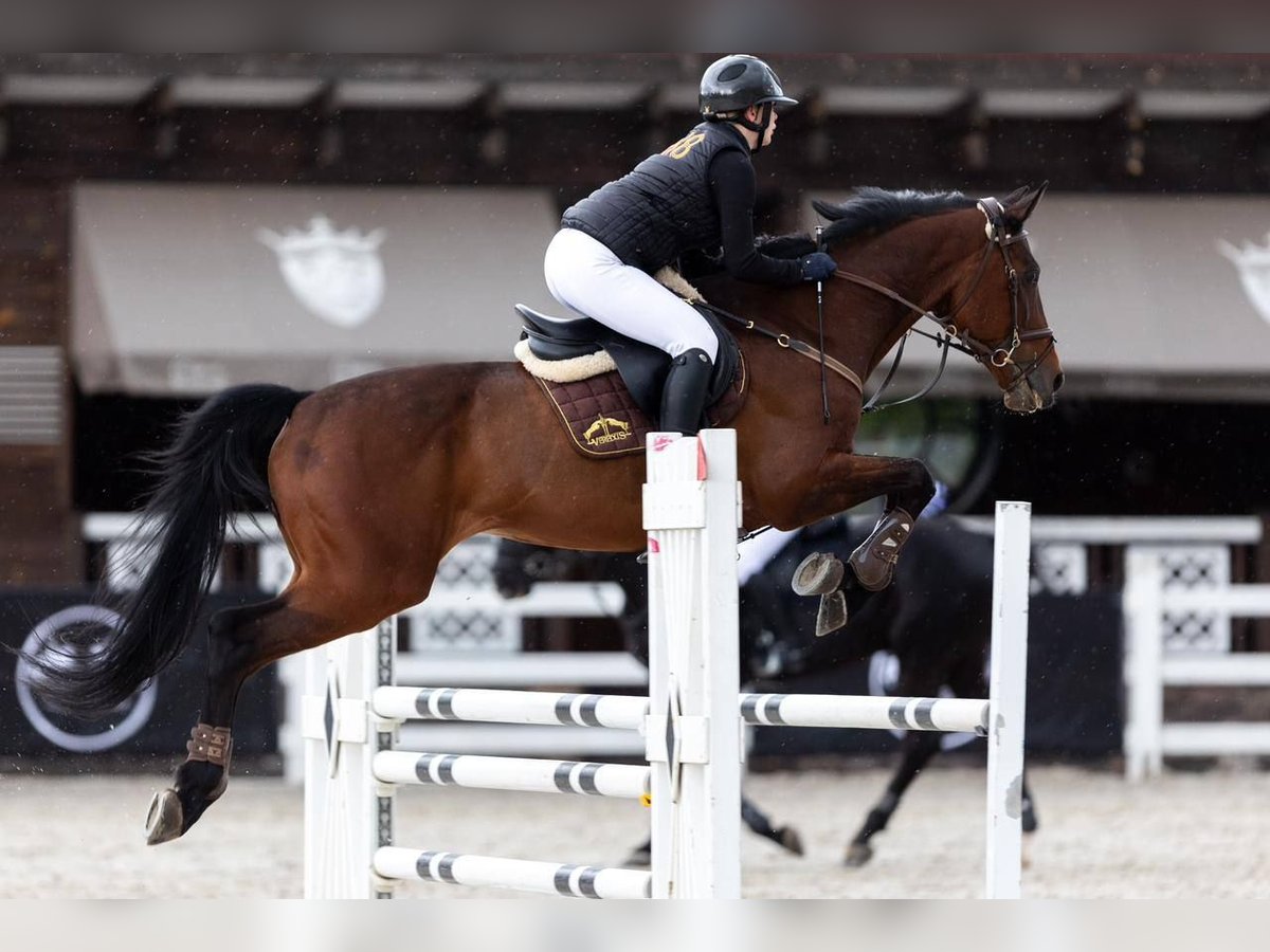 Ukrainian Riding Horse Gelding 8 years 16,1 hh Chestnut in Ovelgönne