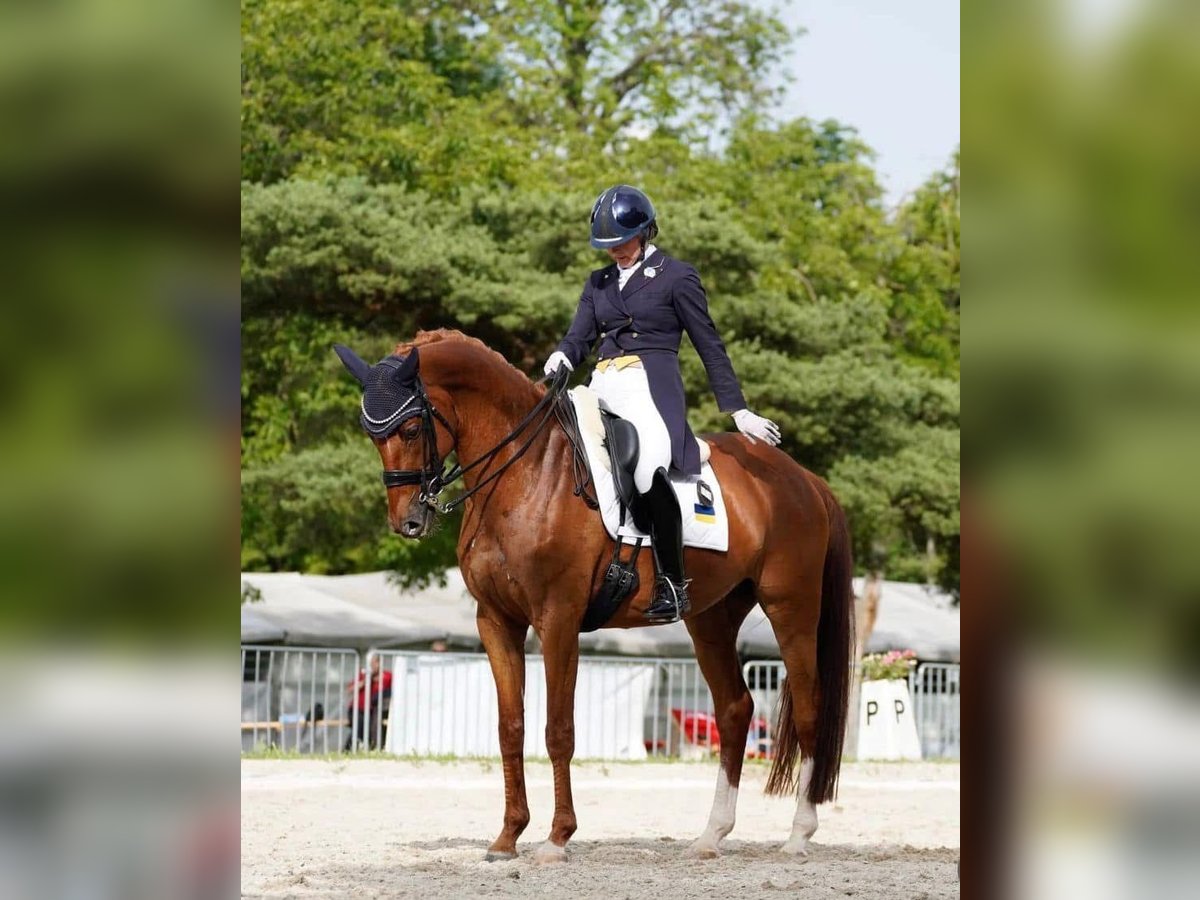 Ukrainian Riding Horse Gelding 8 years 16,2 hh Chestnut-Red in Wein