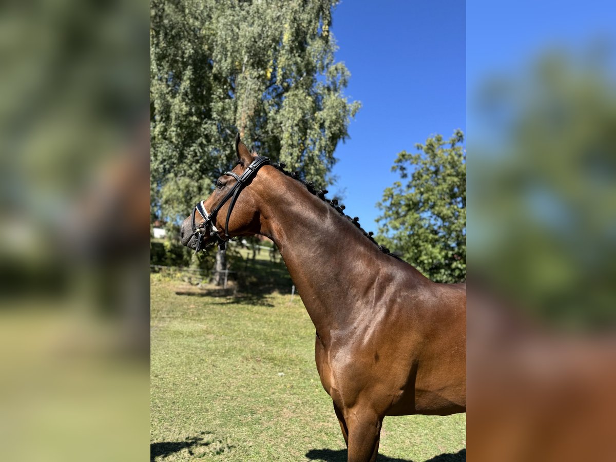 Ukrainian Riding Horse Gelding 8 years 17,1 hh Brown in Hochspayer