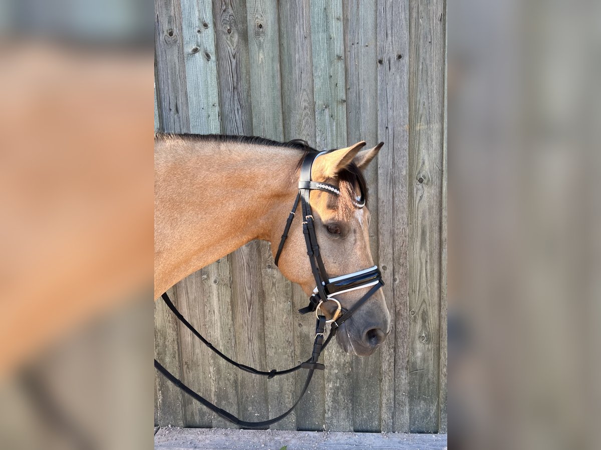 Ukrainian Riding Horse Mare 10 years 14,2 hh Dun in Berg