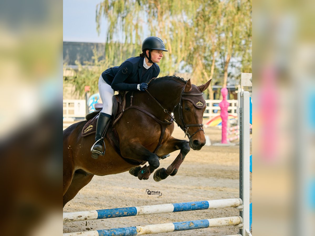 Ukrainian Riding Horse Mare 10 years 16 hh Bay in Arezzo