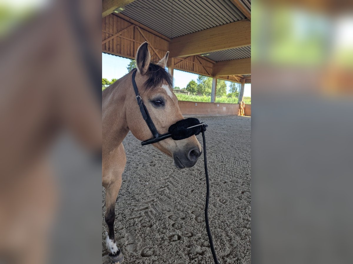 Ukrainian Riding Horse Mare 11 years 14,2 hh Dun in Ravensburg