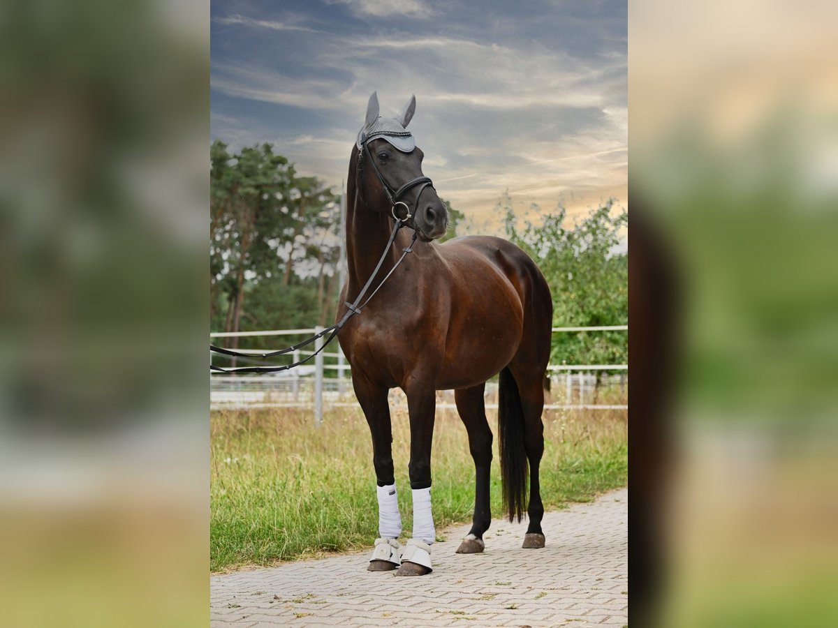 Ukrainian Riding Horse Mare 6 years 15,3 hh Black in Schwanstetten