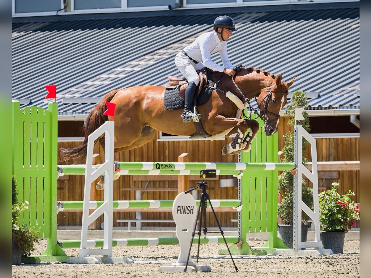 Ukrainian Riding Horse Mare 8 years 16,1 hh Chestnut in Bucharest