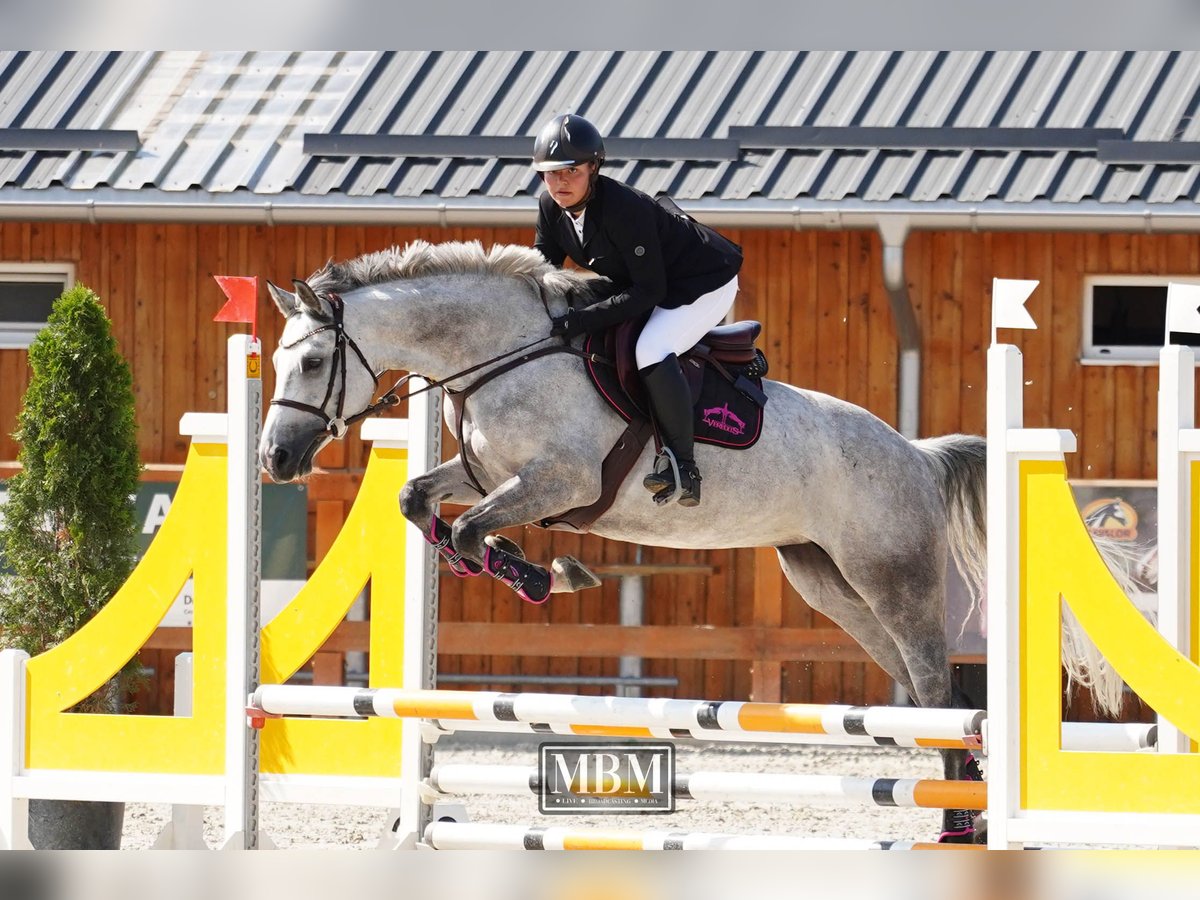 Ukrainian Riding Horse Mare 8 years 16 hh Gray in Bucharest