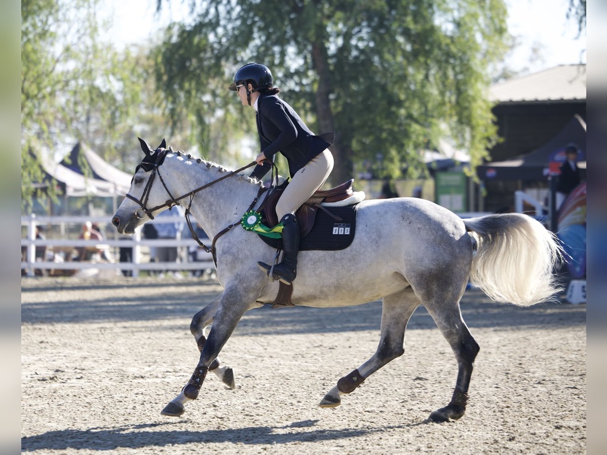 Ukrainian Riding Horse Mare 8 years 16 hh in Arezzo